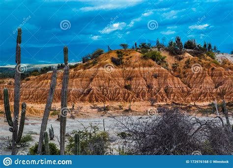 Exotic Wild Plants Growing Among The Sandy Rocks In The Tatacoa Desert