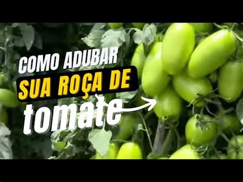 Como Fazer Aduba O No Plantio De Tomate Segunda Aduba O No Plantio