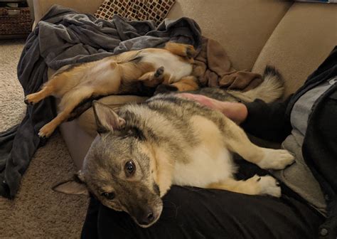 how do you dog stressed easily 1