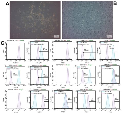 Morphology Of Hsf Mscs At Phase Contrast Microscopic Images And Download Scientific Diagram