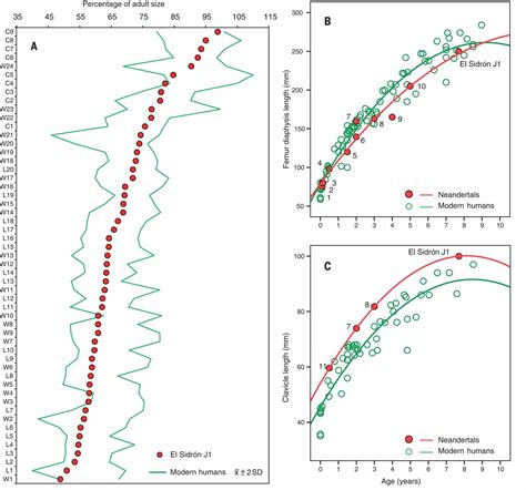 The Growth Pattern Of Neandertals Reconstructed From A Juvenile