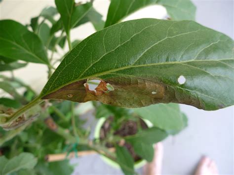 Forum Disease On Avocado Anthracnose