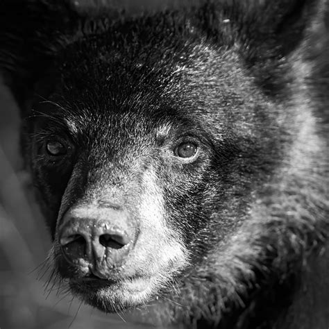 Black Bears - Thomas Croce