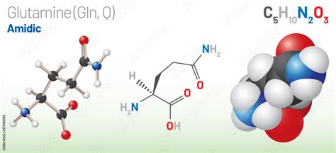 Glutamine Gln Q Amino Acid Molecule Chemical Formula C5h10n2o3