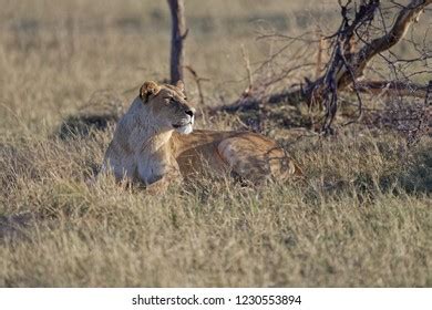 Animals Okavango Delta Stock Photo (Edit Now) 1230553894