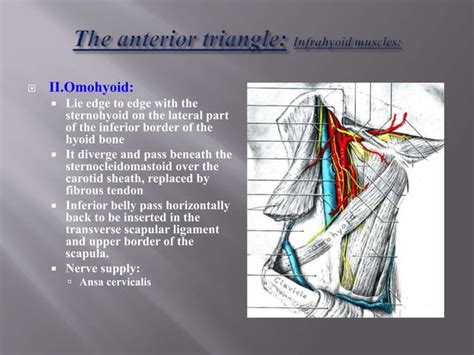 Anatomy Of Neck Triangles Ppt