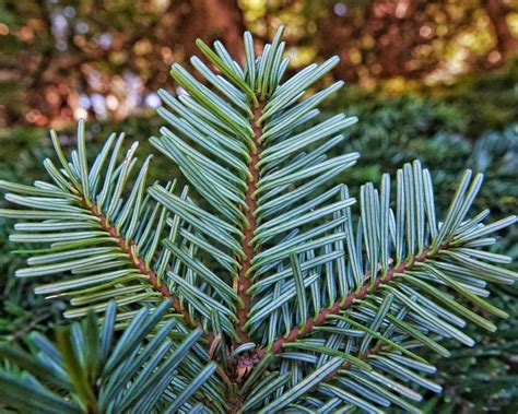 Abies Amabilis Pacific Silver Fir 10 000 Things Of The Pacific Northwest