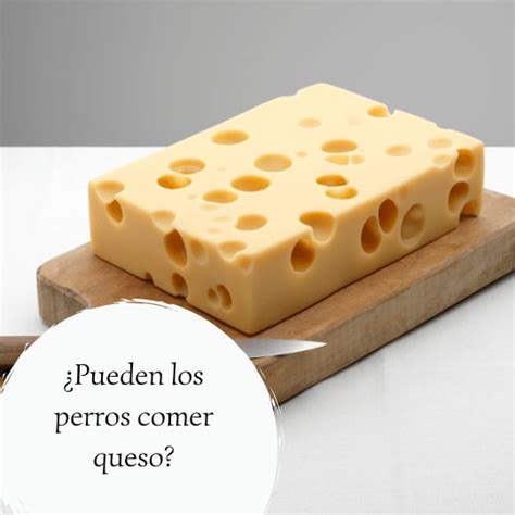 Pueden Los Perros Comer Queso Es Un Alimento T Xico Para Los Perros