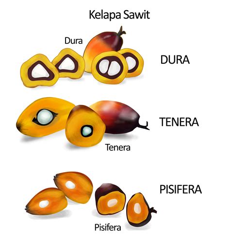 Jenis Kelapa Sawit 10 Bentuk Biji Kelapa Sawit Tipe A Dura B Pisifera