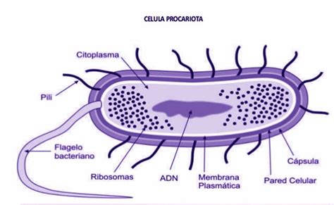 Célula Procariota Definición y su estructura