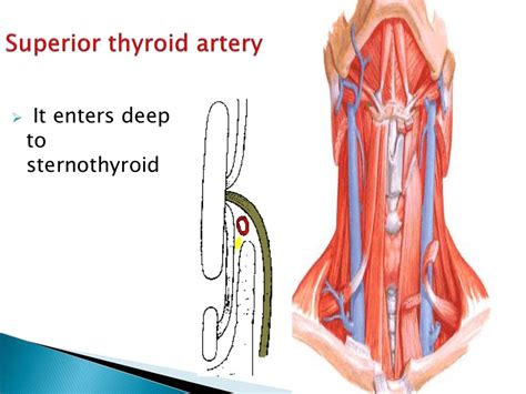 Thyroid Gland Surgical Anatomy