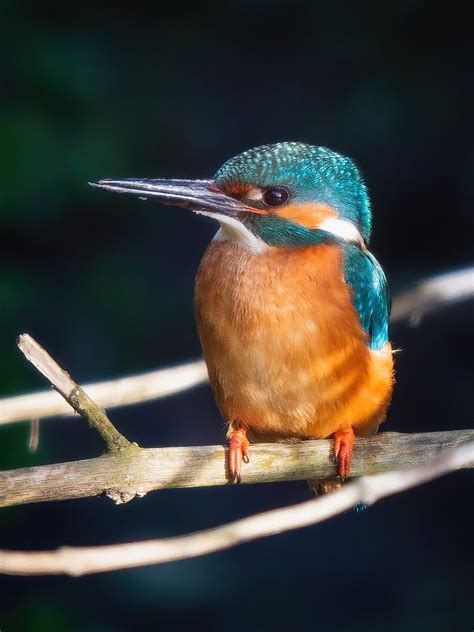 Peter Christian On Twitter Kingfisher Today Isleofman