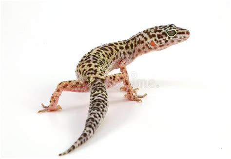 Leopard gecko lizard stock photo. Image of crawling, reptile - 2216134