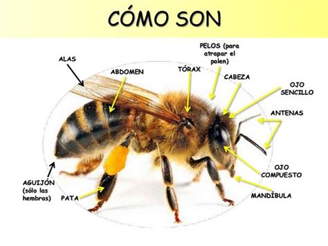 Como Son Abejas Tipos De Abejas Abeja Infantil