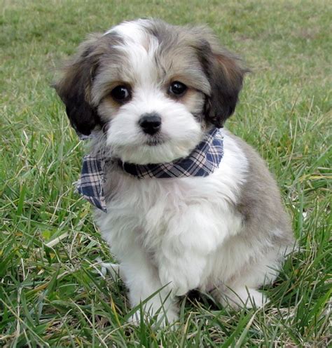 34 Cavachon Puppies Information