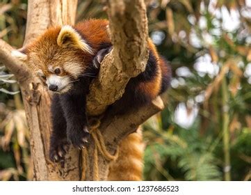 Red Panda Mammal Native Eastern Himalayas Stock Photo Edit Now 1237686523