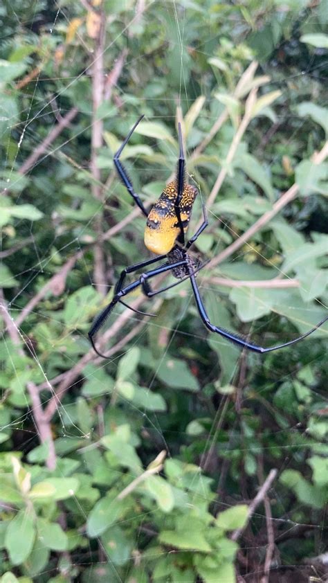 Hairy Golden Orb Weaving Spider From Amatola Coastal On February 22