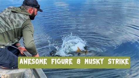 Cast To Catch Figure 8 Musky Youtube