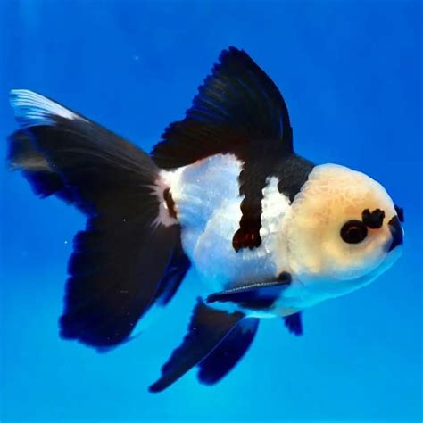 5 Fakta Ikan Mas Koki Panda Ikan Dengan Harga Selangit