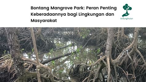 Bontang Mangrove Park Peran Penting Keberadaannya Bagi Lingkungan Dan