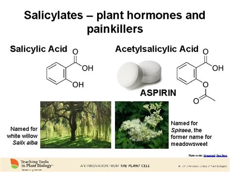 Salicylates Plant Hormones And Painkillers Salicylic Acid Acetylsalicylic