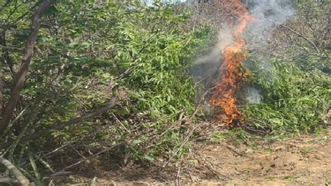 Polícia erradica mais de 53 mil pés de maconha na zona rural de Santa