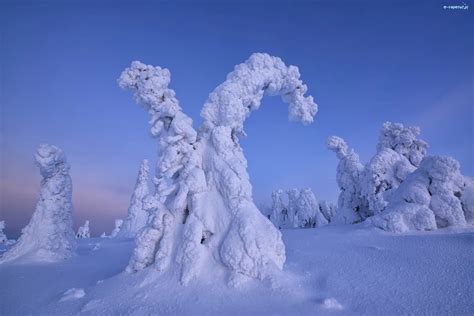 Finlandia Drzewa Ośnieżone Śnieg Zima Laponia Rezerwat Valtavaara