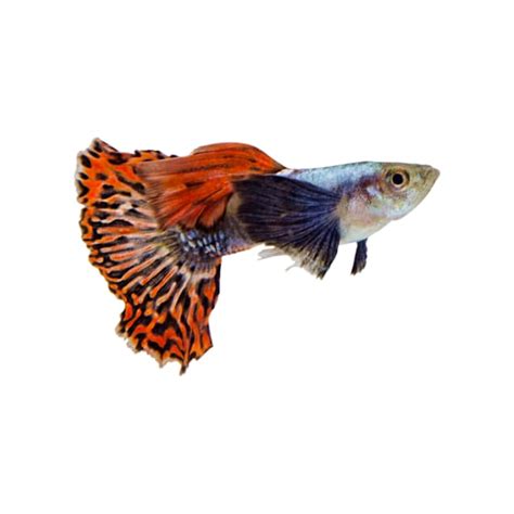 Male Elephant Ear Guppys for Sale: Order Online | Petco