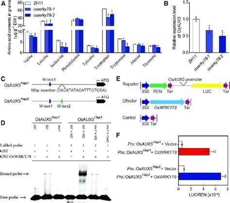 Differential Binding Affinity Of Oswrky78 To Two Distinct Types Of