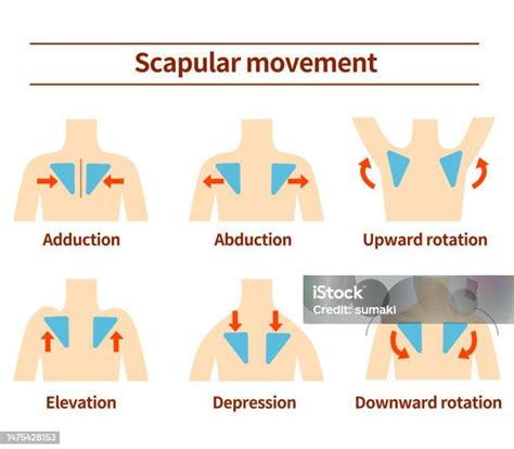 肩甲骨の動き 筋肉の作用 イラストレーションのベクターアート素材や画像を多数ご用意 イラストレーション スポーツトレーニング
