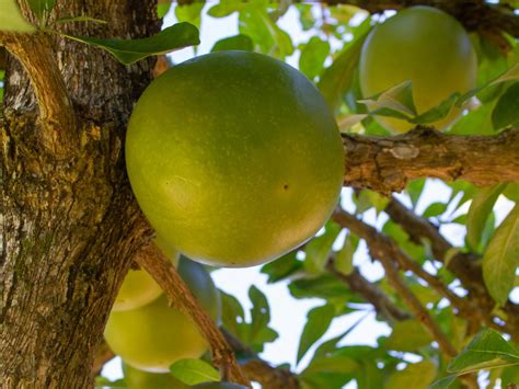 Calabash Tree Information Calabash Tree Growing And Care