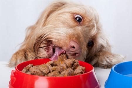 Cómo escoger la mejor comida para tu Perro