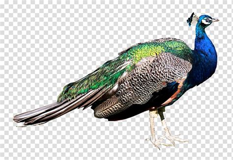 Peahen Clipart