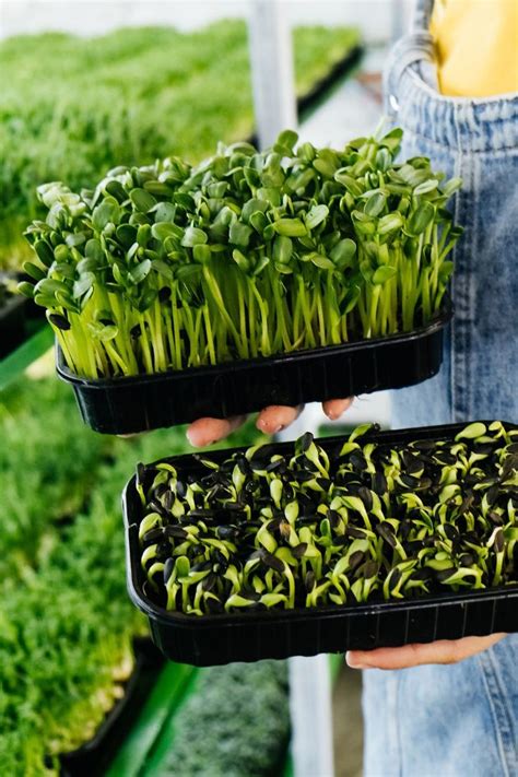 Microgreen Trays: Grow Vibrant and Nutrient-Packed Microgreens at Home