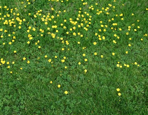 Bulbous Buttercup ~ Identify Lawn Weeds