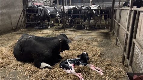 ヤジ牛大集合‼️初産の分娩だけは搾乳牛舎で。分娩前の移動を何回もしたくない、移動のストレスが大きいのがわかっているから。分娩前からの慣れで初産