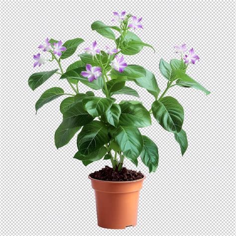 Premium Psd Isolated Summer Potted Tree And Flower