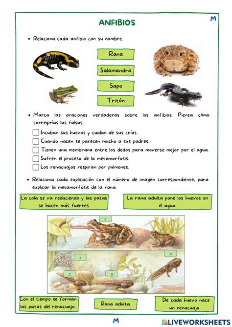 Los anfibios online activity for 3º Primaria Online activities