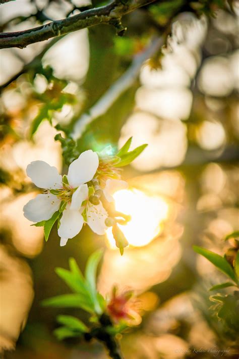 Fotos gratis árbol naturaleza rama luz de sol hoja pétalo