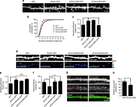 Roles Of Dclk1 Domains On Postsynaptic Functionsa Morphology Of