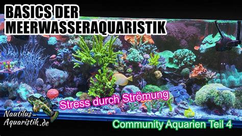 Community Aquarien Korallen haben Stress durch Strömung Was kann