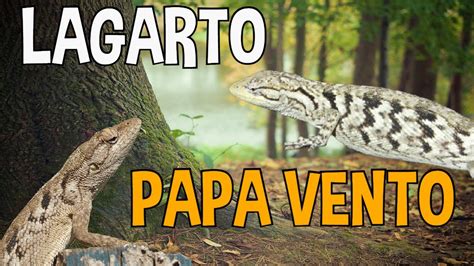 Conheça Tudo Sobre o Lagarto Papa Vento YouTube