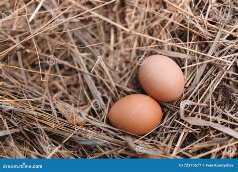 Chicken Eggs In Hay Nest At Outdoor Stock Image Image Of Closeup