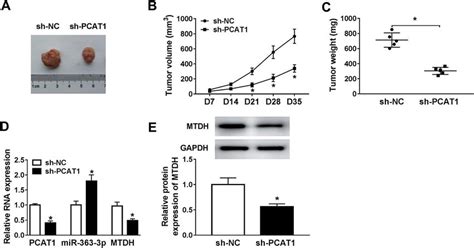 Pcat Depletion Retarded Xenograft Tumor Growth In Vivo A E Nude