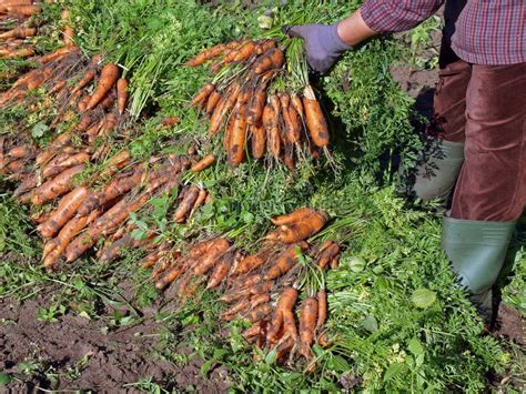 Harvesting Carrots 2 Stock Photo Image Of Color Organic 150823708