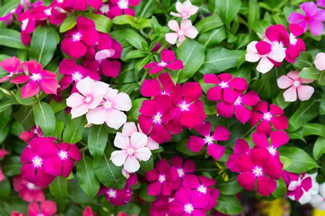 Vinca Pure Beauty Farms