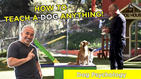 Unlocking The Pack Leader: 5 Steps To Get Cesar Millan To Train Your Dog