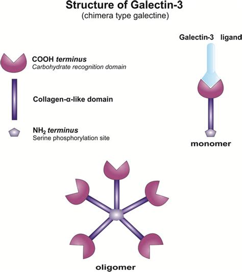 Frontiers Galectin Possible Role In Pathogenesis Of Periodontal