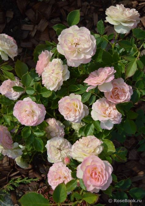 - Pastella (Tan98130) :: | Розы, Цветы, Растения