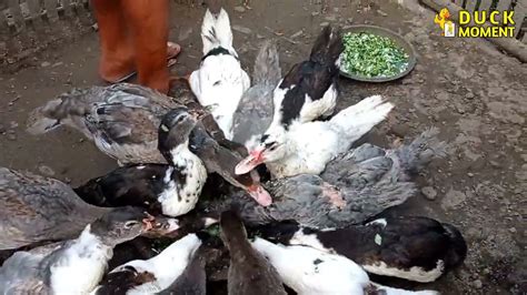 The Funniest And Exciting Duck Meeting Muscovy Ducks Mating Duck Moment Part 23 Youtube